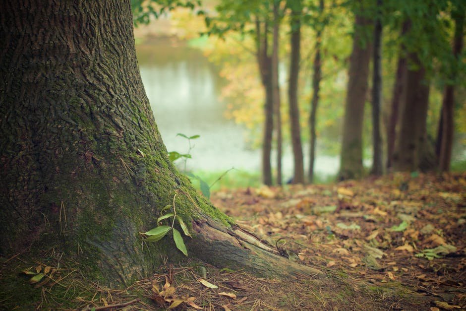 Tree-Hugging, Jesus Loving, Conservative/Conservationist