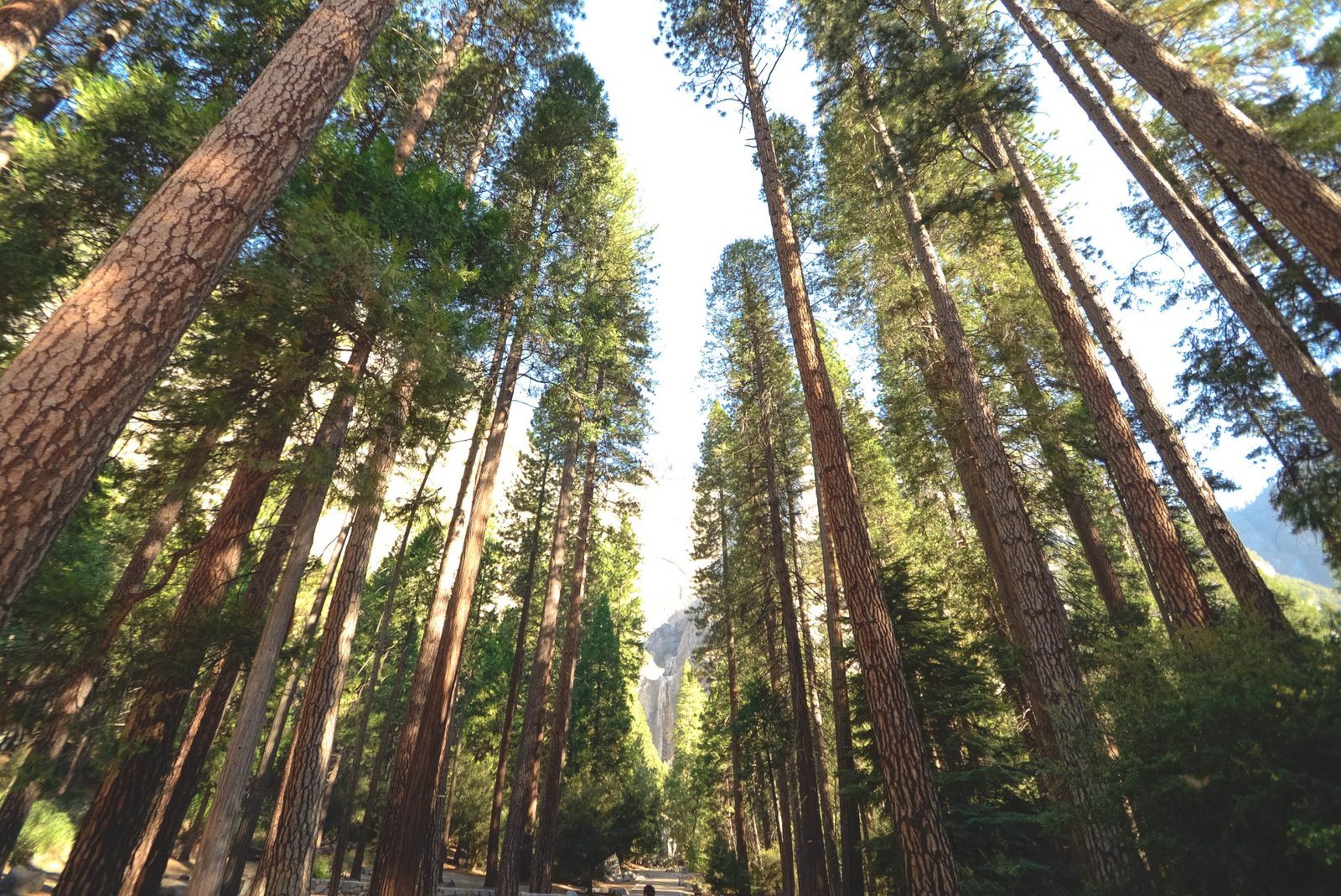 The Destruction and Rebirth of North American Forests