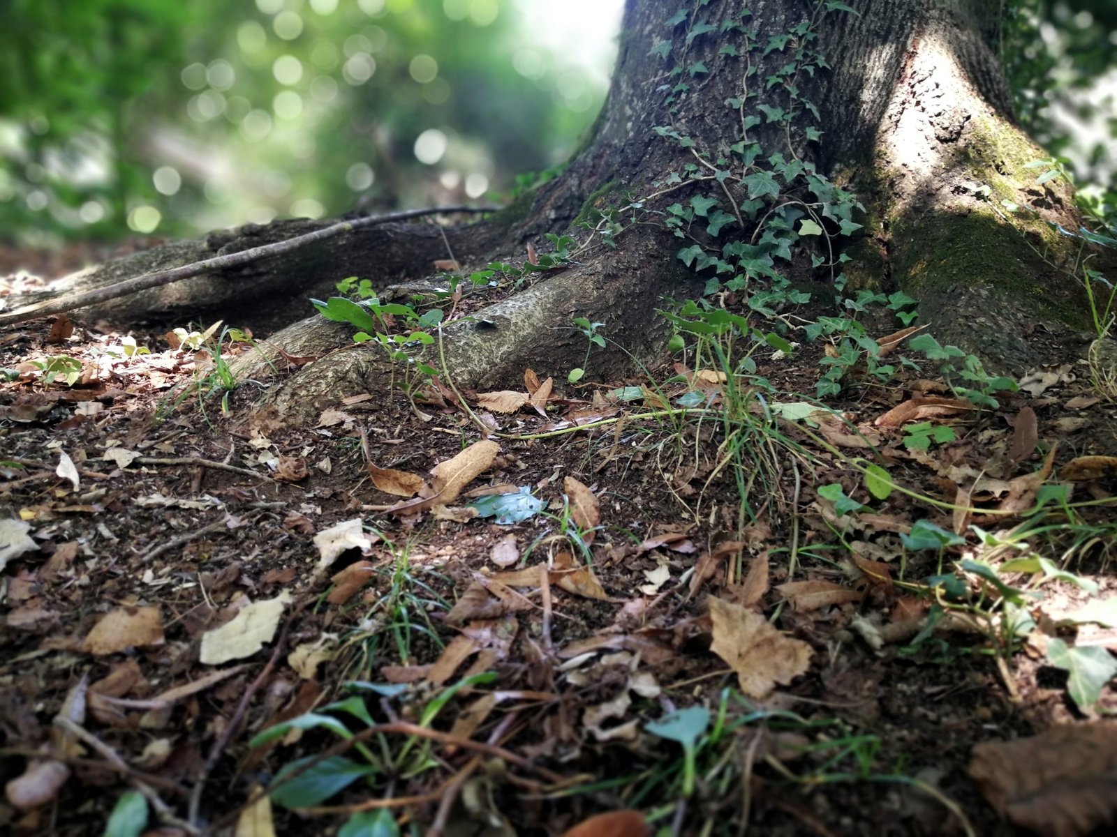 Strong Root System