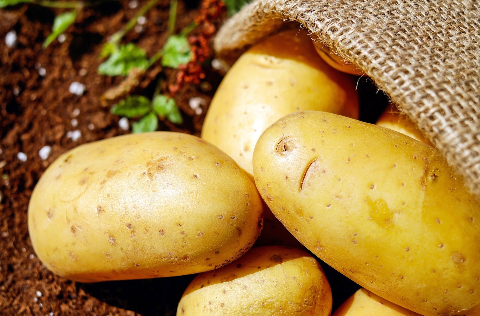 What Baked Potatoes Taught Me about Renewing My Mind