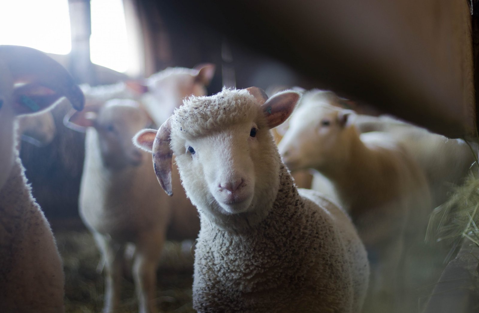 Why It Matters to Know About Sheep